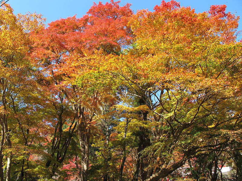 奈良県-談山神社の紅葉
